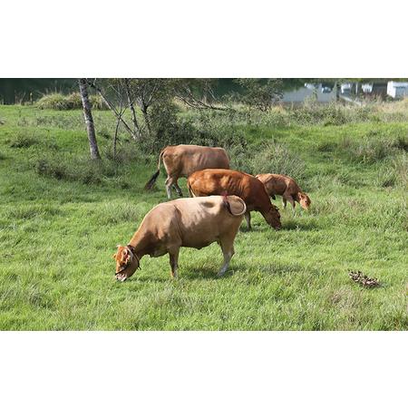 ふるさと納税 土佐あかうし　モモステーキ　800g 高知県本山町