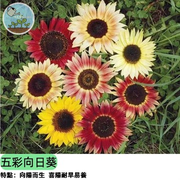 🌻【稀有夢幻逸品】五彩向日葵種子 虹膜花色 單瓣多變 一株多色 切花盆栽 蜜源植物 新手易種 四季可播 花海景觀