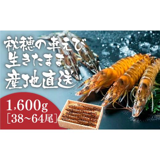 ふるさと納税 山口県 山口市 B-007 活きあいおえび1600g（38〜64尾）