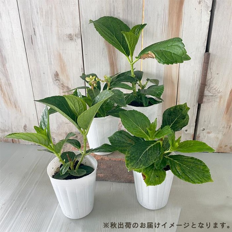予約販売 アジサイ 鏡花水月 9cmポット 登録品種 ハイドランジア