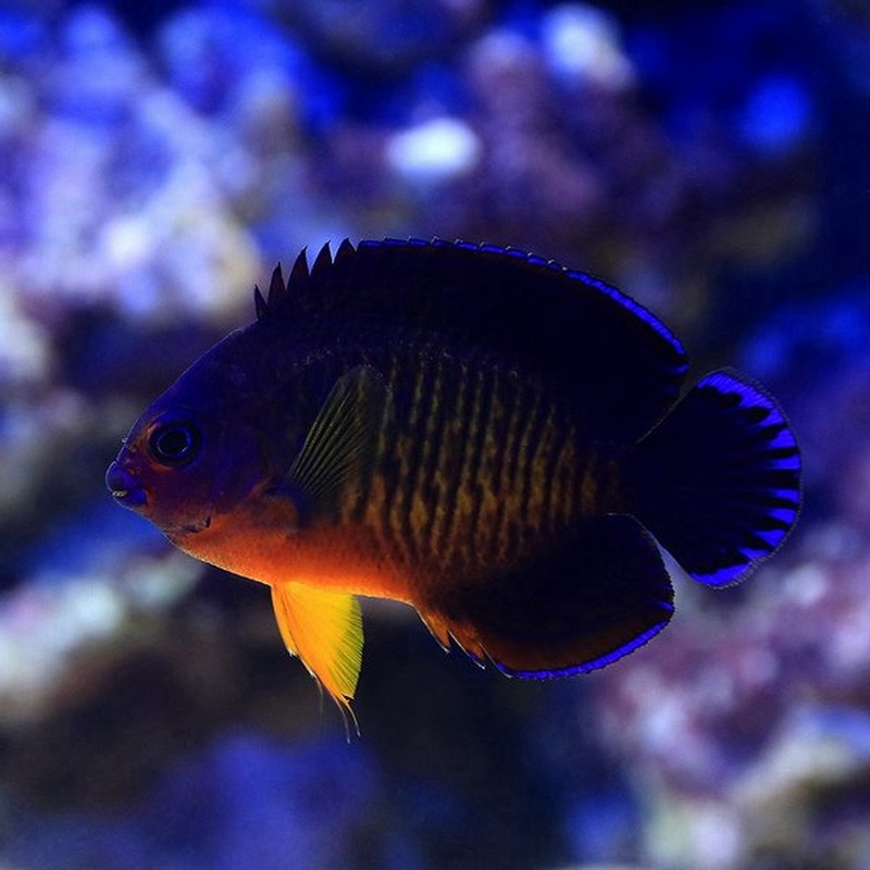 海水魚 ヤッコ マニラ産 ルリヤッコ １匹 北海道航空便要保温 通販 Lineポイント最大0 5 Get Lineショッピング