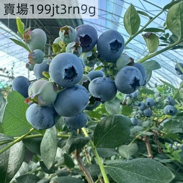 🫐【綠寶石藍莓種子】🫐現貨（200粒裝）早熟藍莓 果實大 香味濃 酸甜口 多年生庭院盆栽田園水果種子