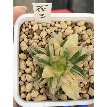 Haworthia ハオルチア花火オブツーサ錦 舊 蝦皮 購物 Line購物