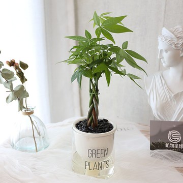 吸水盆栽專區 / 懶人盆栽 蓄水盆栽 植物新手推薦 開運招財植栽