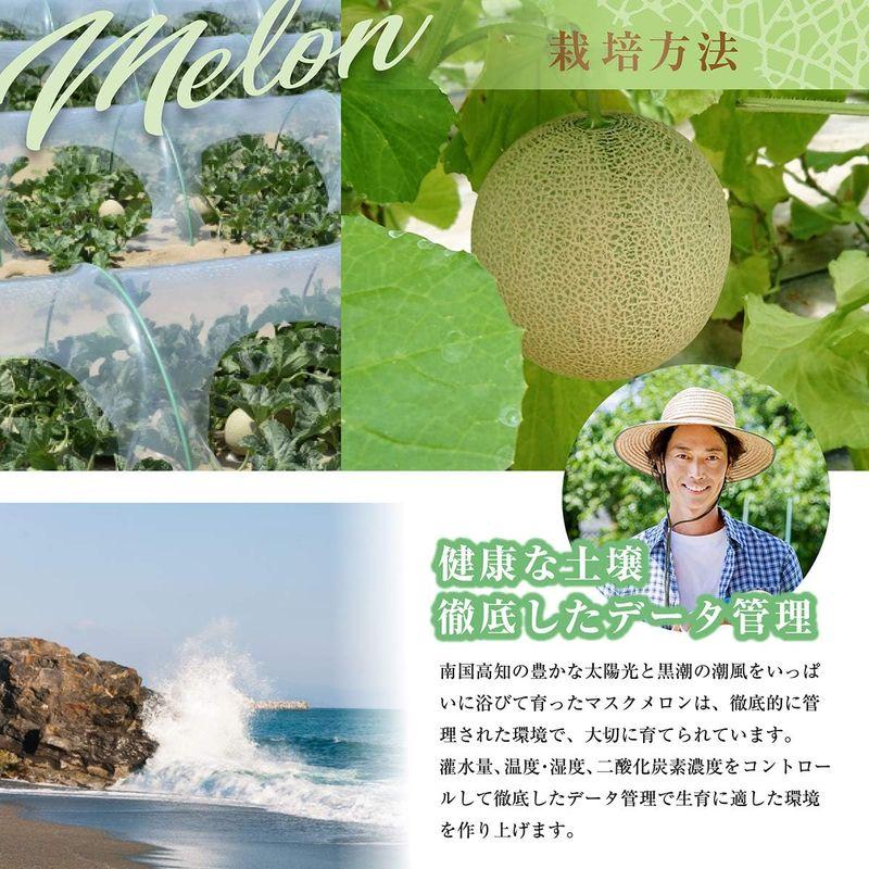 青肉メロン 柿 ギフトセット 完熟 高級 赤秀A 野菜ソムリエ監修 熨斗対応可能