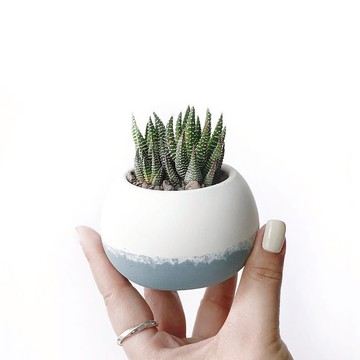 (預購) 莫蘭迪藍系列 | 鷹爪 圓潤水泥多肉植栽 肥圓