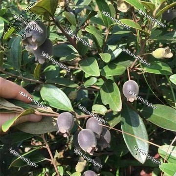 台灣現貨 桃金娘種子（400粒）四季高產 易種植 山捻樹桃金娘種子好種植可泡酒補品水果 超低價 高產水果種子 多年生