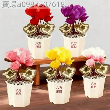 現貨 仙客來（50粒）四季盆栽庭院 冬季花卉種子 陽台庭院 濃香型 四季好養盆栽花卉種子 超長花期