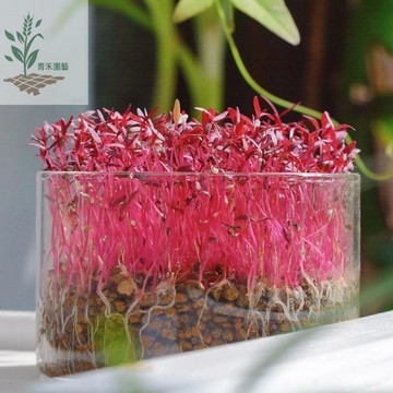 青禾園藝（芽菜火紅苗種子）原裝一入高品質種子紙上種菜水培芽菜 多次采收 快速收成 #非基改芽苗菜種子快速出貨