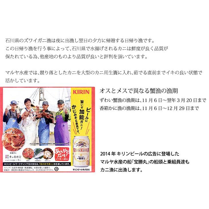 蟹漁解禁！香箱蟹 せいこ 標準サイズ 120〜130g ×1匹 浜茹で 産地直送 お取寄せ 8匹以上のご注文で送料無料