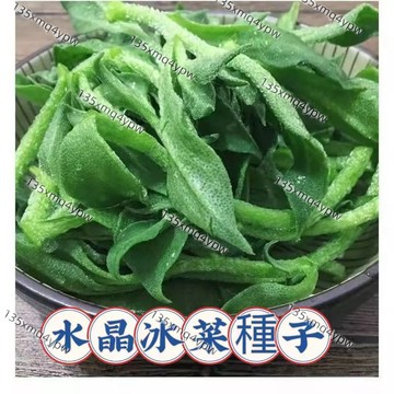 現貨✨水晶冰菜種子（750粒）四季種植 水晶冰菜種子四季播種冰草蔬菜水晶 盆栽菜種子陽台田園秋季 四季播種蔬菜