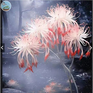 彼岸花種子 當年新種 曼珠沙華花籽 石蒜花 紀念親友 半喜陰植物 小院陽台種植 花卉種子 可盆栽地栽 品種豐富