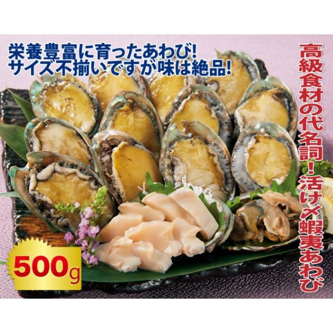 送料無料 冷凍蝦夷あわび500gセット