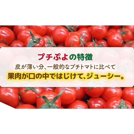 ふるさと納税 ミニトマト プチぷよ 1kg×1箱 糸島市   かわぞえ農園 ぷちぷよ トマト[AAM001] 福岡県糸島市