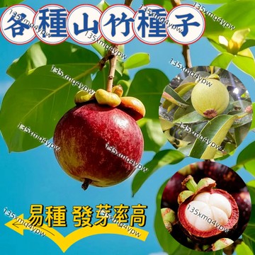 現貨【精選山竹種子大全】（50粒）無籽山竹種子 自家栽種 超甜耐寒 山竹種籽 地栽 盆栽 易養活 發芽率高 當年結果