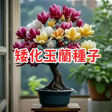 【 矮化玉蘭種子】 盆栽玉蘭花 迷你木蘭 辛夷 紫玉蘭 陽台庭院香花植物 觀賞盆栽 台灣現貨 居家綠化 園藝種子