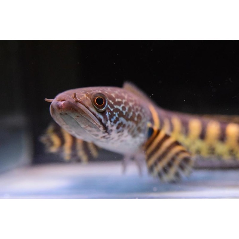 お話中※バイオレットスネークヘッド ×2匹 公式 ペアの可能性有り  