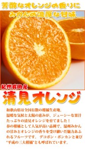 紀州有田産清見オレンジ　７.５kg ※2024年3月下旬頃～4月下旬頃に順次発送予定