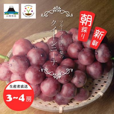 ふるさと納税 笛吹市 稀少　山梨県産　匠のクイーンニーナ　2kg(3〜4房)