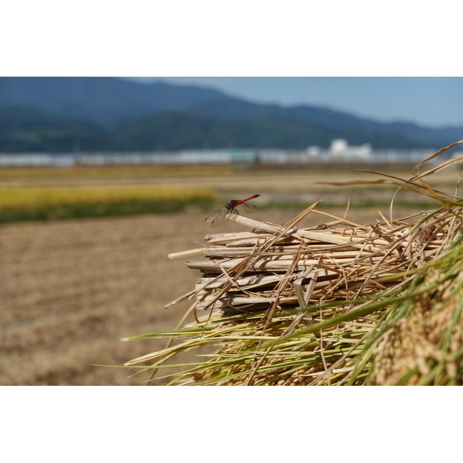 令和５年産 山形県産 はえぬき 白米 5kg 送料込み