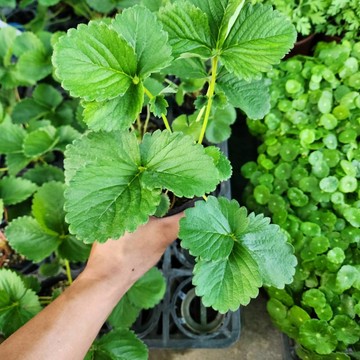P老闆園藝~草莓 各種草莓苗 女王美草莓 粉玉 熊本 美白之實 日本甘王 珍珠白草莓 3吋盆 果樹 水果苗 白草莓 草莓