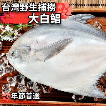 【鮮綠生活】野生大白鯧500g(共4隻)~超值免運!!!