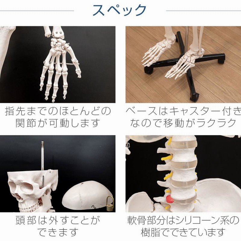1年保証 人体模型 骨格模型 骨 等身大 身長約166cm 展示スタンド