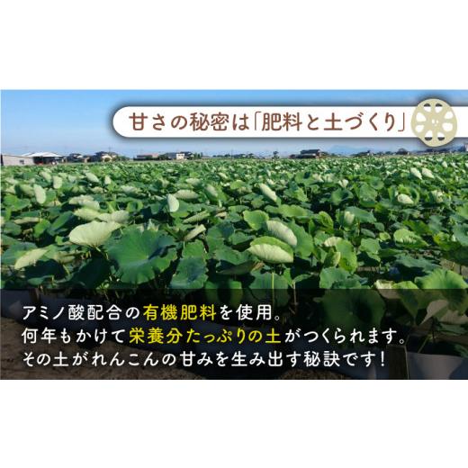 ふるさと納税 佐賀県 白石町 やみつきになる甘さ！ 松尾青果のこだわり白石れんこん 4節入り（約1.3kg〜1.5kg）蓮根 レンコン 野菜 …