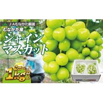 ふるさと納税 宗像市 JAむなかた厳選2房(1kg以上)_PA0914