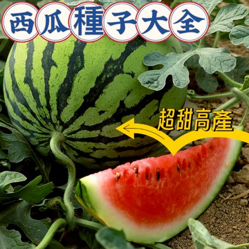 現貨💥多款西瓜種子大全 （100粒）巨型西瓜  8424麒麟瓜 西瓜盆栽 黑美人 水果種子 新手易種 超甜高產 西瓜種子