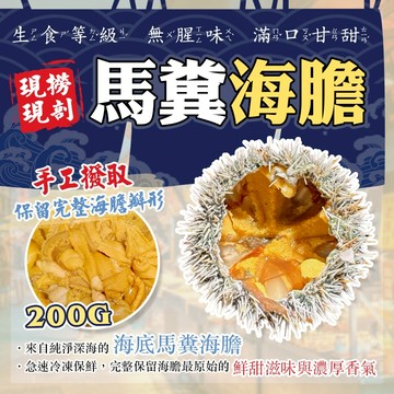 【漁讚】現撈現剖 澎湖馬糞海膽・金黃濃郁 生食海膽 海膽生食級 白棘三列海膽 馬糞海膽 生食級海膽 海膽 生食級海膽