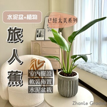 旅人蕉  ins北歐風 水泥盆植栽 室內植物 送禮首選 觀葉植物 多款盆器搭配選擇