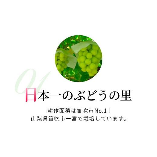 ふるさと納税 山梨県 笛吹市 ＜2024年先行予約＞ シャインマスカット 2.6kg以上 お楽しみ感謝品プレゼント付 山梨県 笛吹市 一宮産 朝採り 産地…