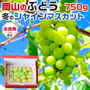 岡山 シャインマスカット1パック 750g 岡山県産 クリスマス・家族向けお歳暮・ギフト 高級フルーツ 果物 ぶどう…