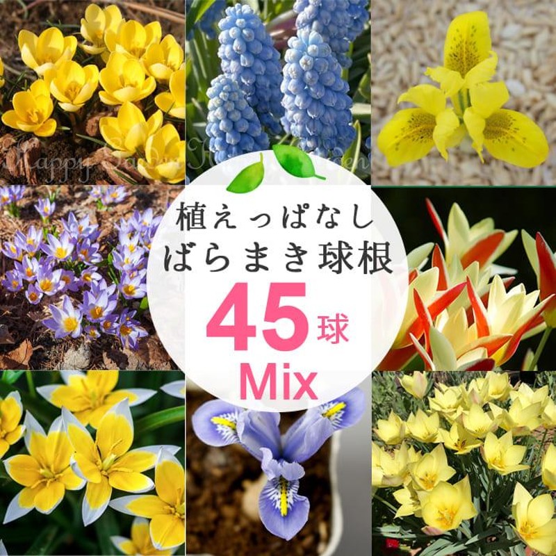 増量15球 球根 植えっぱなし ばらまき球根 おまかせ8種 45球 増量60球セット お届け中 送料無料 小球根 花の球根 メール便 野放し 秋植え 22bu 通販 Lineポイント最大0 5 Get Lineショッピング