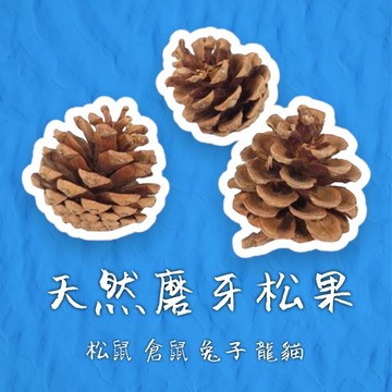 倉鼠磨牙   磨牙石 鼠 倉鼠 磨牙 松果小寵磨牙 磨牙松果