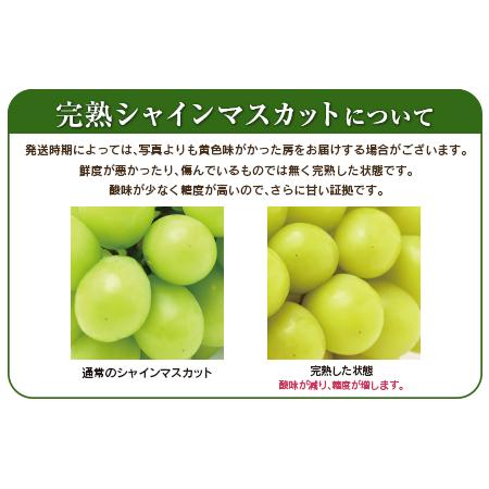 ふるさと納税 ＜先行予約＞宮崎県産 シャインマスカット 約1kg（2〜3房） 宮崎県新富町