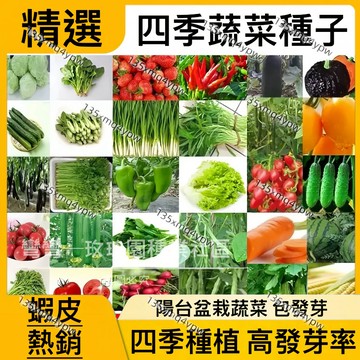 現貨 家庭蔬菜種子大全（100粒） 蔬菜種子雞毛菜番茄 花菜 上海青 空心菜 南瓜 菜種子 四季種植 陽臺庭院 盆栽種子