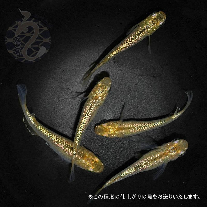 チャチャめだか】極上 炎 メダカ １ペア めだか - 魚類、水生生物