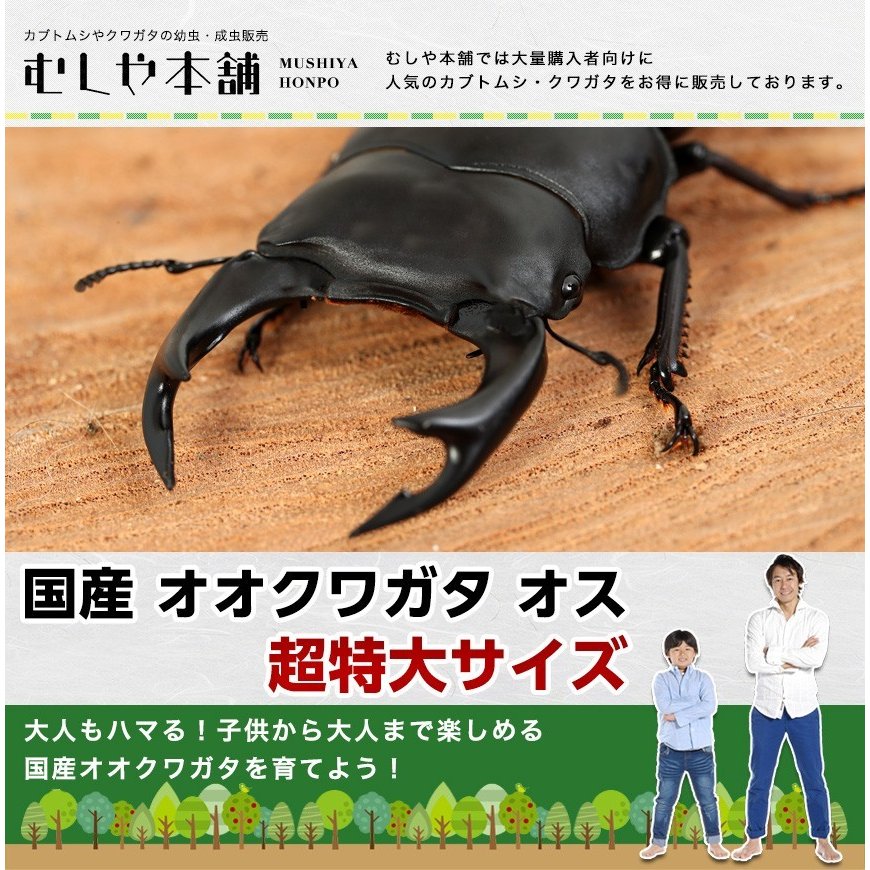 総合福袋 クワガタ／昆虫／オオクワ ／生き物／ペット - tokyo-bunka.com