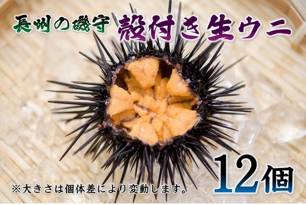 (1364)殻付きウニ 12個 生うに 雲丹  長門市 ムラサキウニ