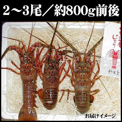 新鮮活きたままお届け  送料無料 伊勢志摩のプレミアム 伊勢エビ を産地直送で お歳暮 [※常温便]