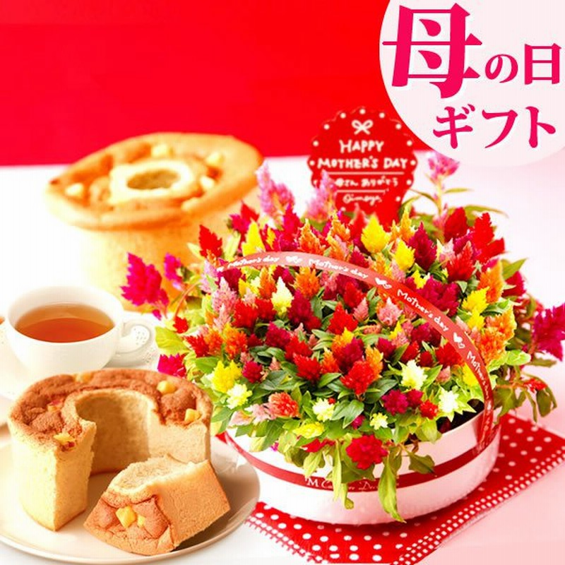 母の日 22 プレゼント 花 ギフト 母の日ギフト 花とスイーツ 鉢植え 珍しい 花鉢 スイーツ お菓子 ケイトウ 60代 70代 80代 通販 Lineポイント最大0 5 Get Lineショッピング