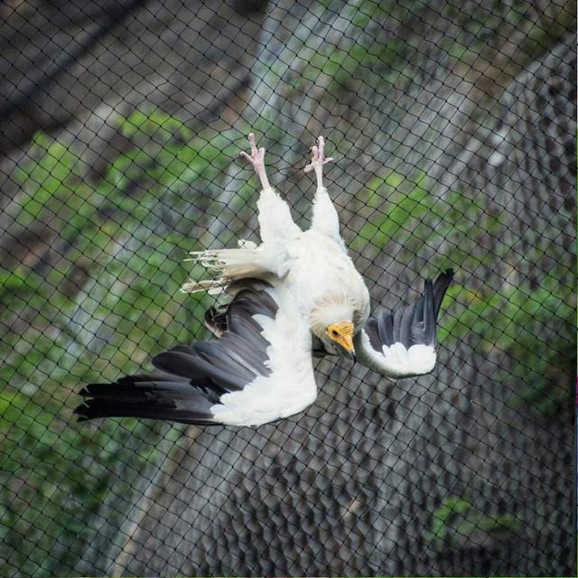 ワイドx5m超強力アンチバードネットガーデン果樹野菜果樹園鳥に対する保護鹿ネットガーデン用品