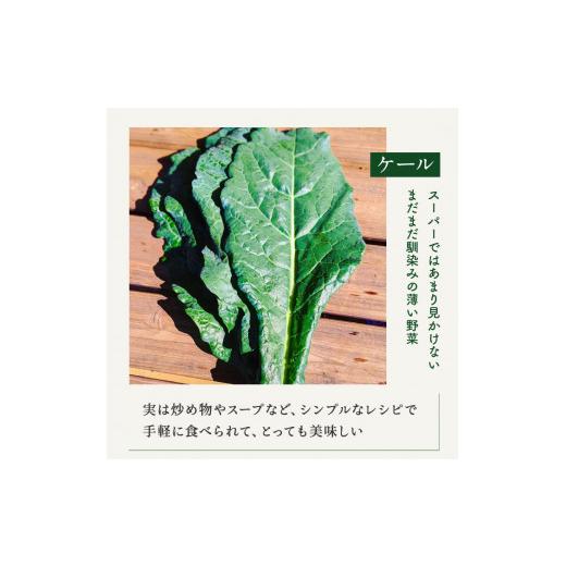 ふるさと納税 埼玉県 伊奈町 有機農家の採れたて季節野菜のセット