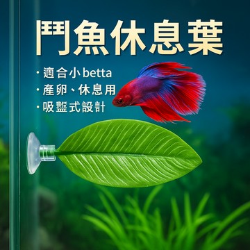 鬥魚葉 鬥魚休息產卵葉 魚缸水族用品 鬥魚休息床
