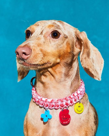 花樣量身定制的衣領，定做在狗和貓的脖子上。