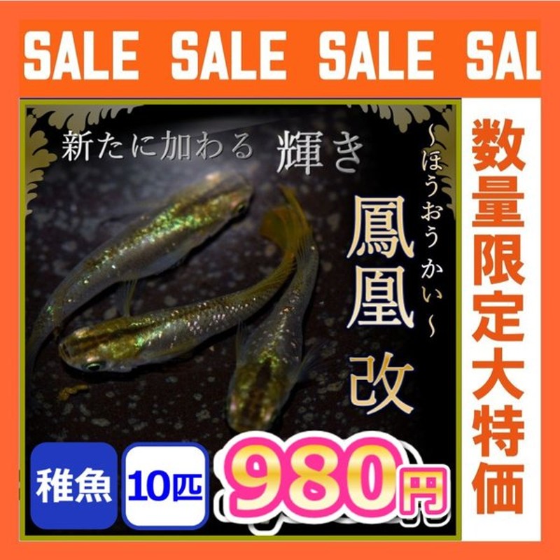 受注生産品】 ラメ若魚めだかランダム ５０匹 １０匹セット ミックス めだか メダカ めだか生体 メダカ生体 生体  www.rubberdev.gov.lk