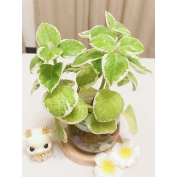 《Kamata🌈》☘️水耕 白斑左手香 ☘️碰碰香 室內外植物 觀葉植物~另售「裸株」