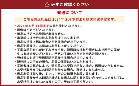 熊本県産 スイートコーンとフルーツトマト